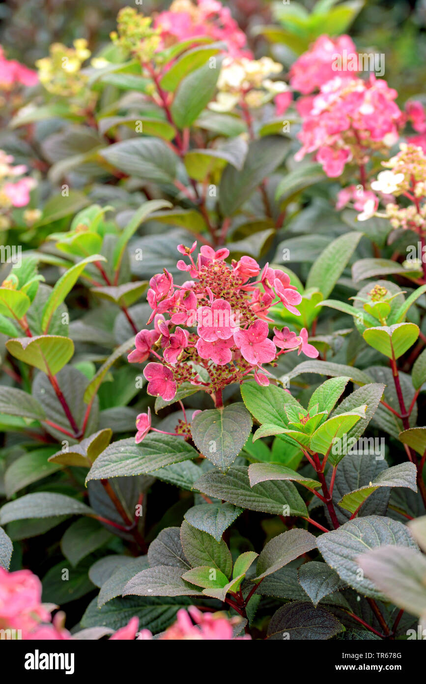 Rispe Hortensie (Hydrangea paniculata 'Kleine Quick Fire' Hydrangea paniculata Wenig schnell Feuer), blühende, Sorte wenig schnell Feuer, Deutschland, Sachsen Stockfoto