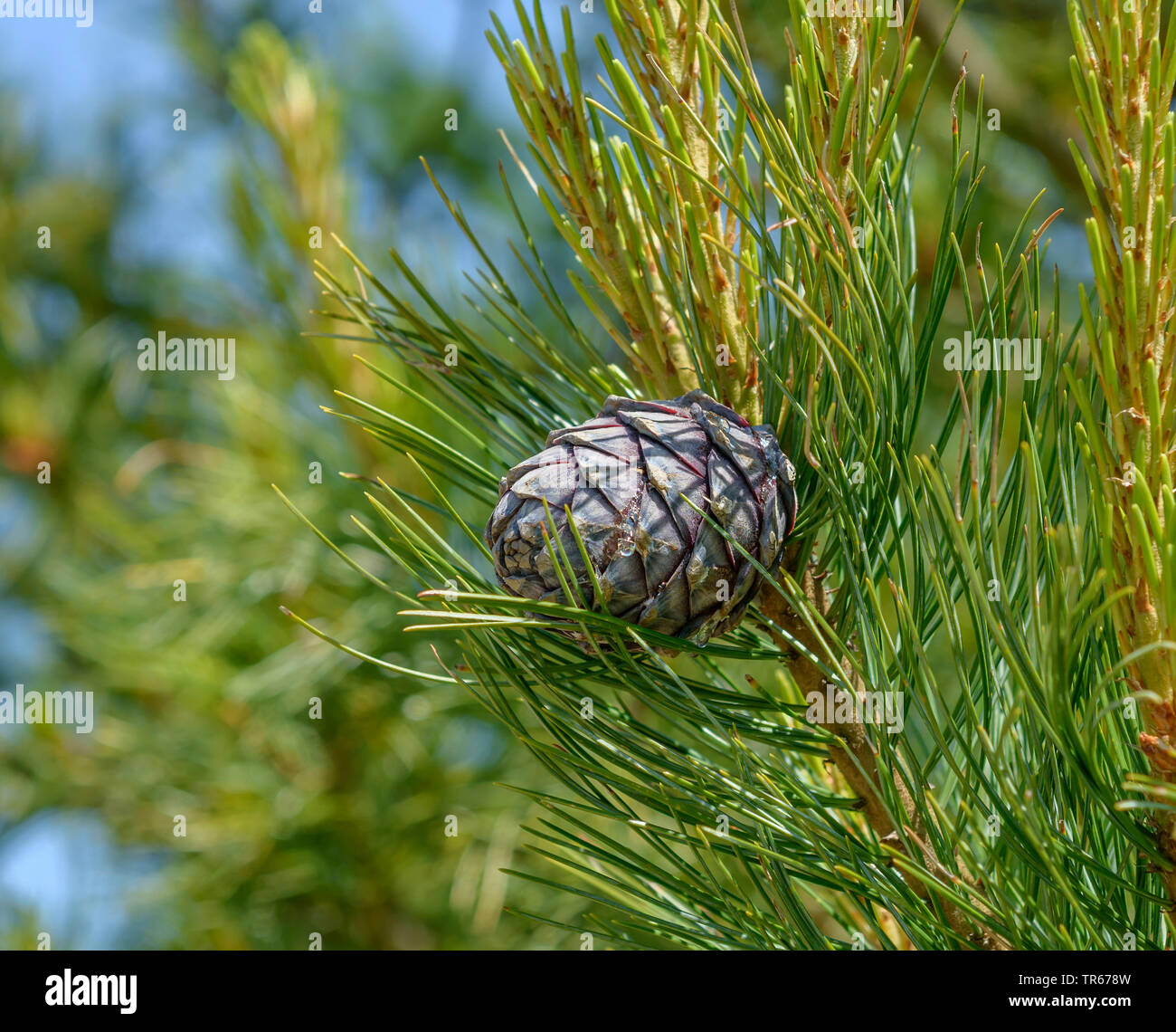 Die Zirbe, Zirbelkiefer (Pinus cembra), Zweig mit Konus, Deutschland, Niedersachsen Stockfoto