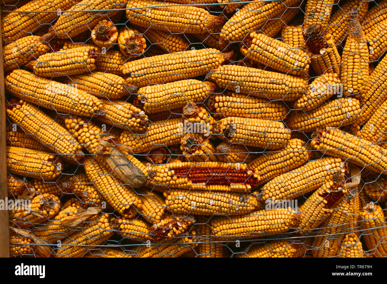 Indische Mais, Mais (Zea mays) Mais, getrocknet, Deutschland Stockfoto