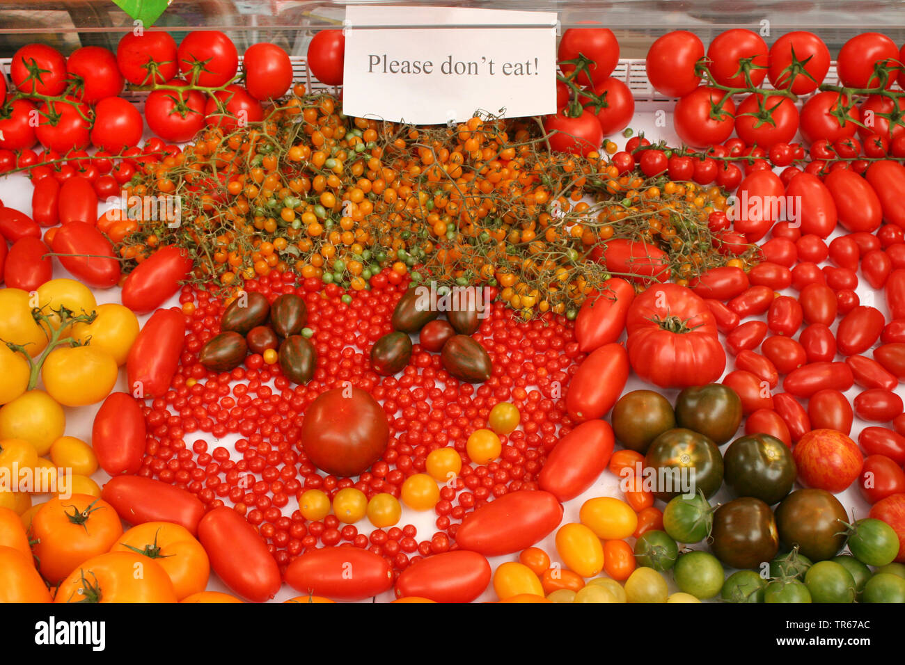 Garten Tomaten (Solanum Lycopersicum, Lycopersicon esculentum), Tomaten