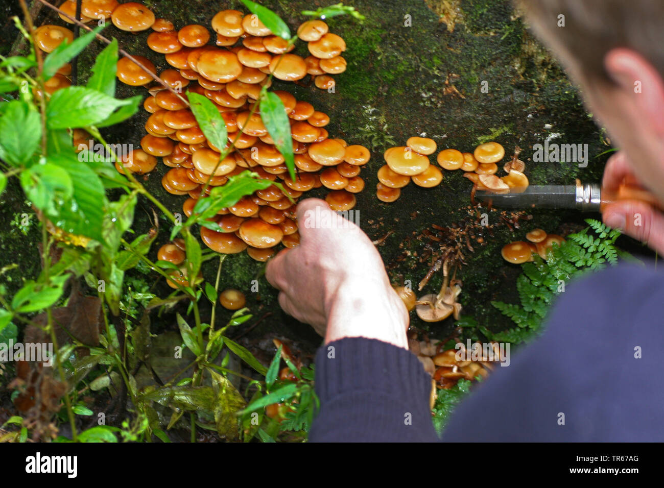 Pilze sind aus einem Baumstamm abgeschnitten, Deutschland Stockfoto
