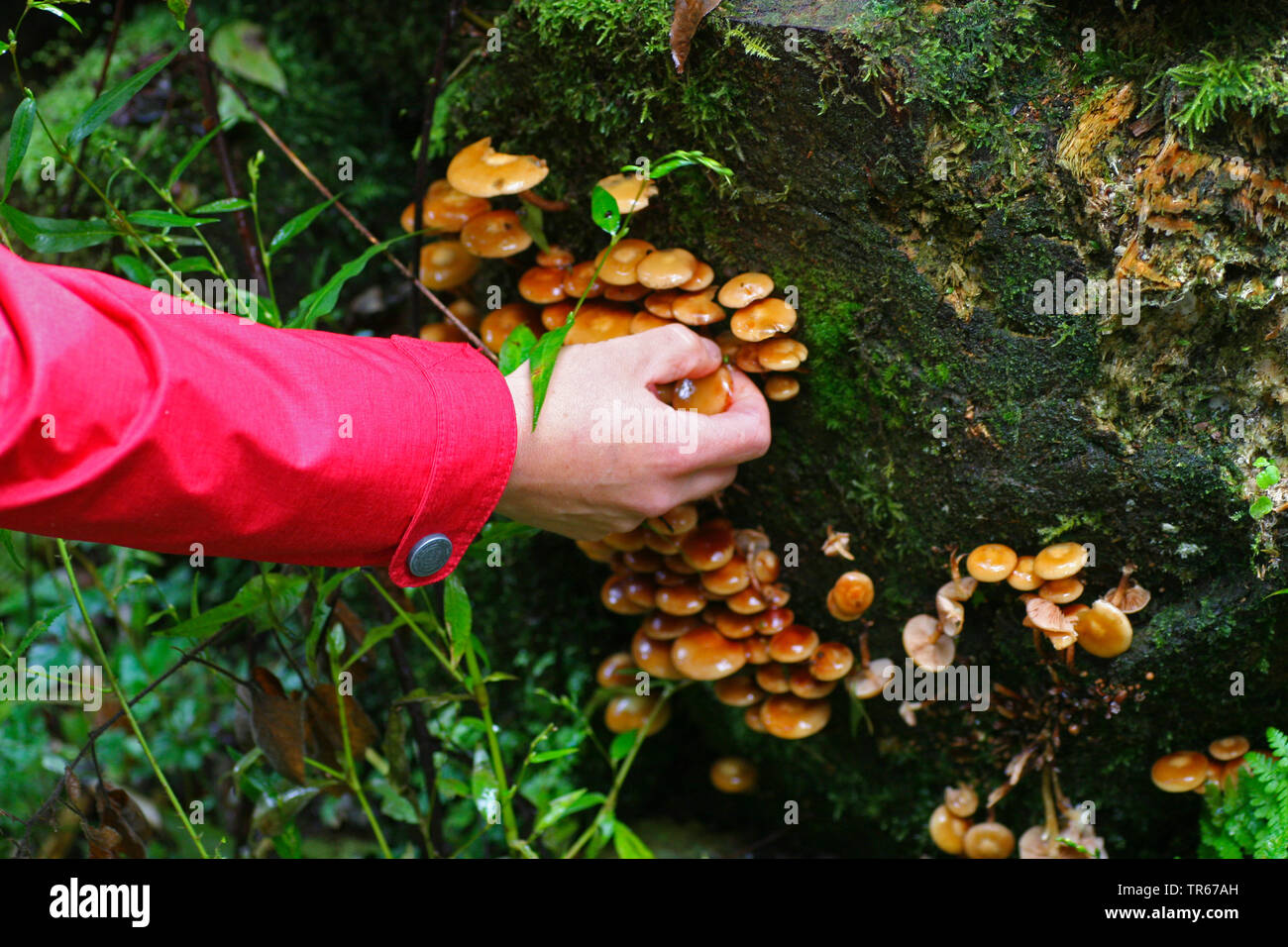 Pilze in einer geschnittenen Baum, Deutschland Stockfoto