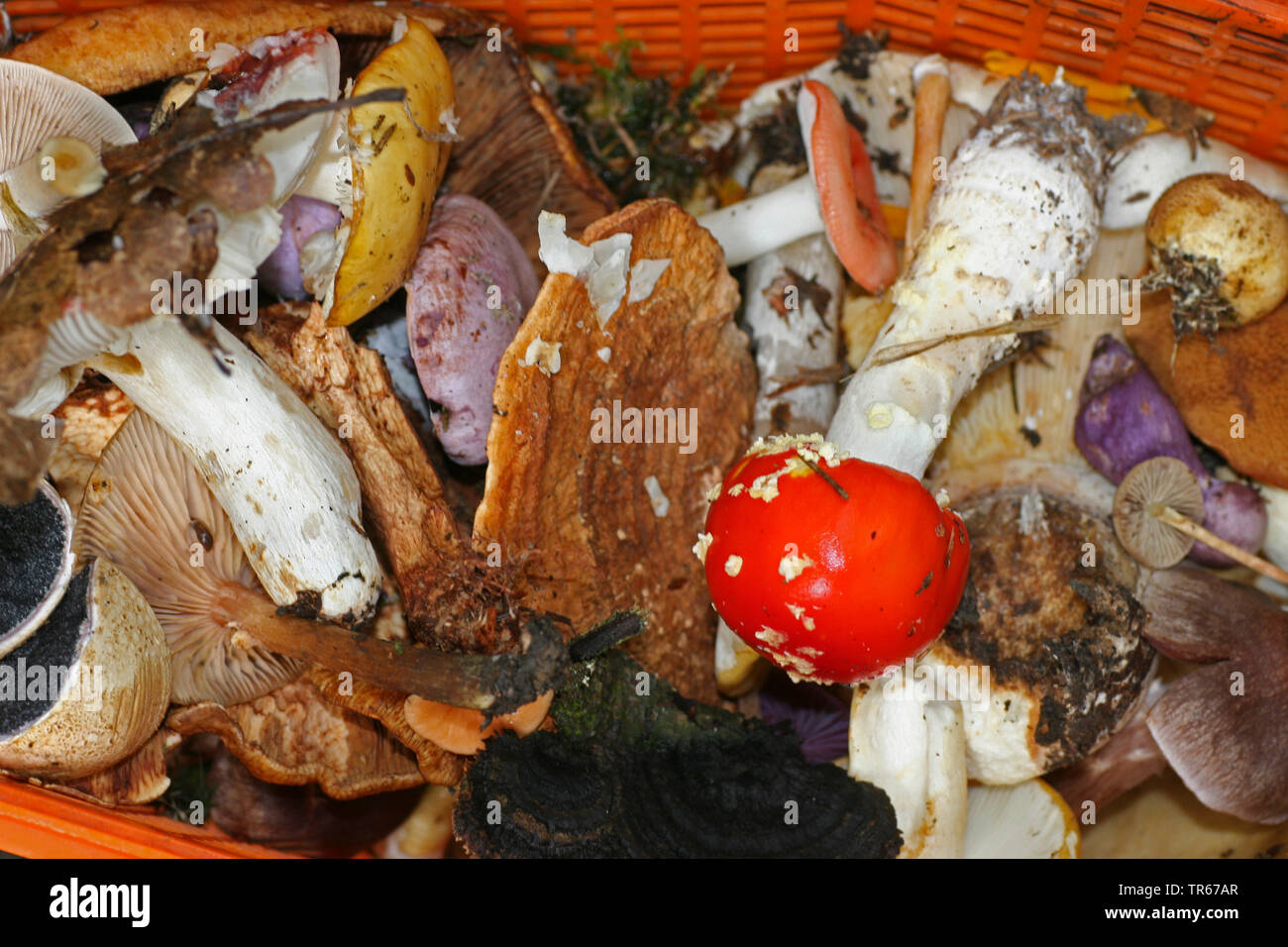 Gesammelt giftig und essbare Pilze in einem Korb, Deutschland Stockfoto