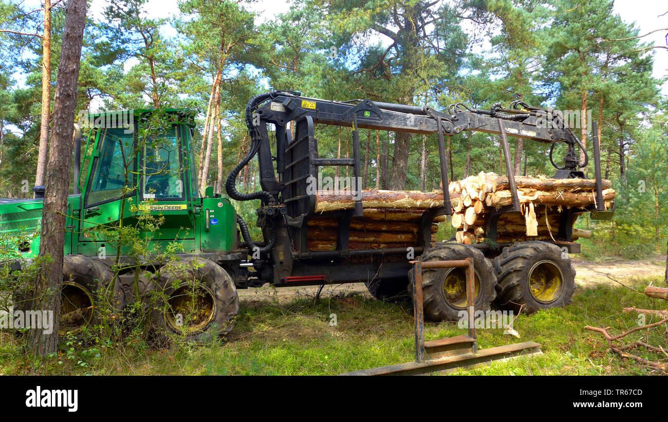 Schottische Kiefer, Kiefer (Pinus sylvestris), Mähdrescher in einem Pinienwald, Holzernte, Niederlande Stockfoto