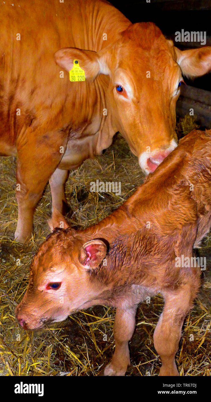 Limousin-rinder, inländische Rinder (Bos primigenius f. Taurus), Kuh mit Kalb in einer stabilen, Deutschland Stockfoto