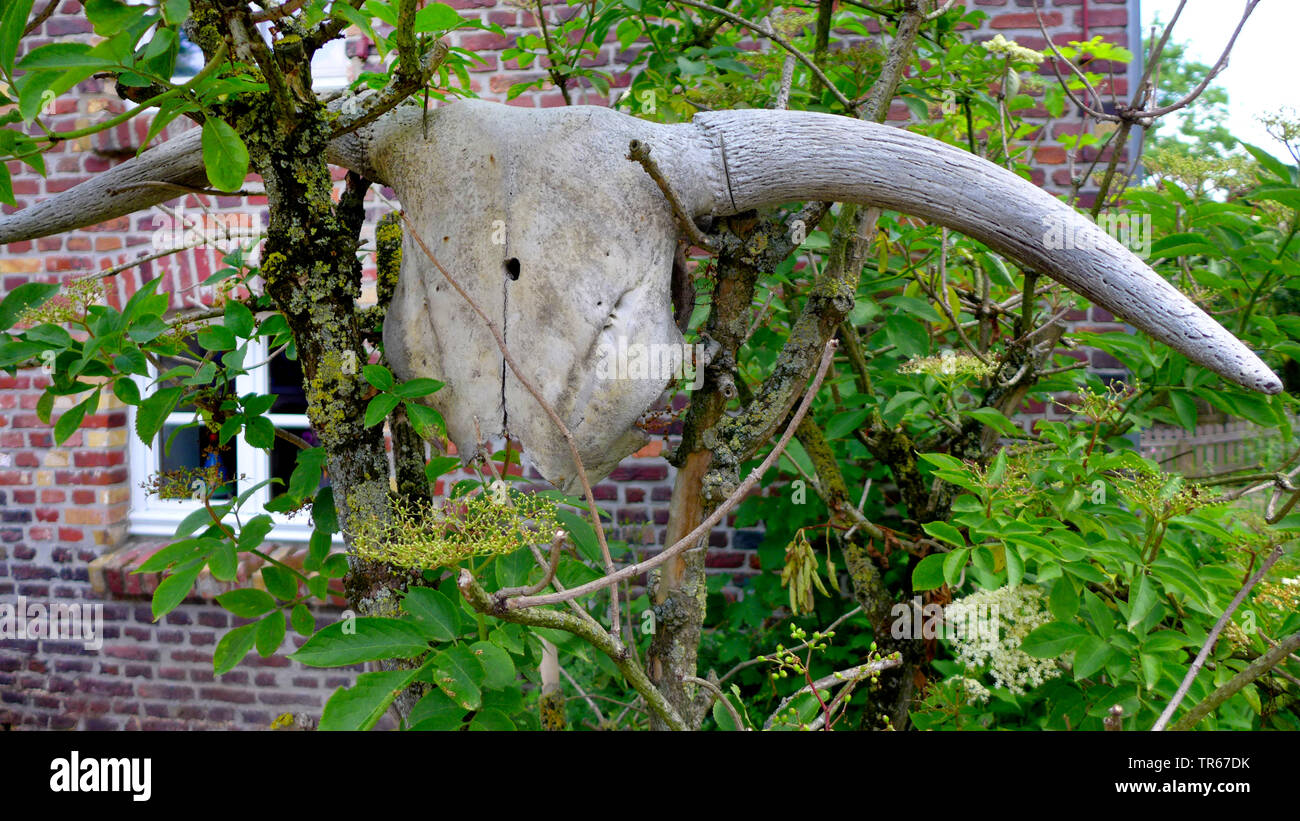 Inländische Rinder (Bos primigenius f. Taurus), Demeter Bauernhof, Schädel einer Kuh auf einem Busch, Deutschland Stockfoto