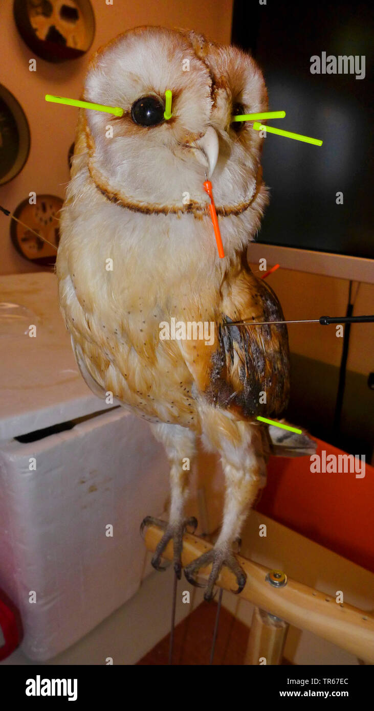 Schleiereule (Tyto alba), taxidermied Barn Owl, Deutschland Stockfoto