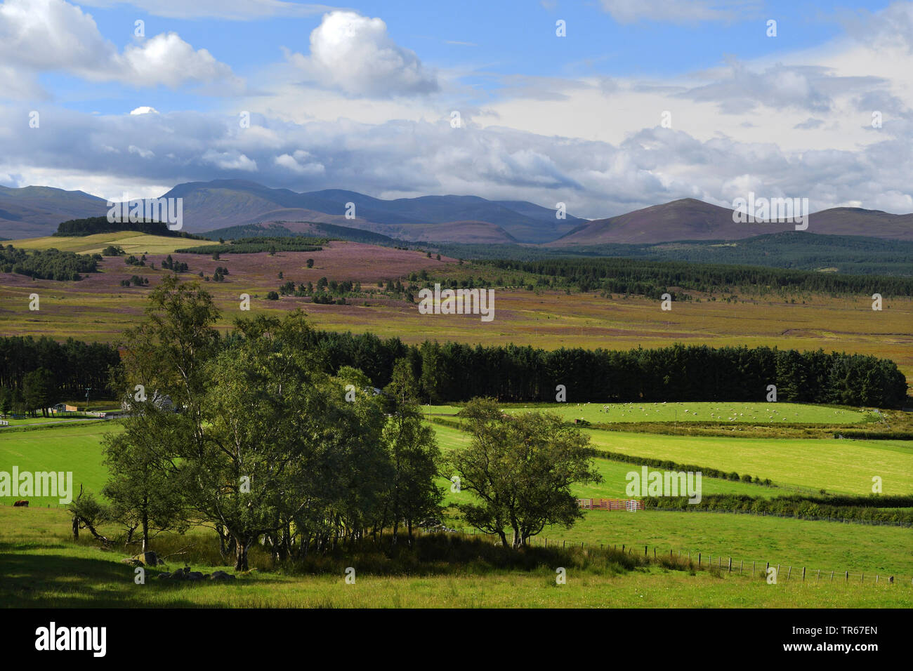 Ackerland und Heide, Vereinigtes Königreich, Schottland, Cairngorms National Park Stockfoto