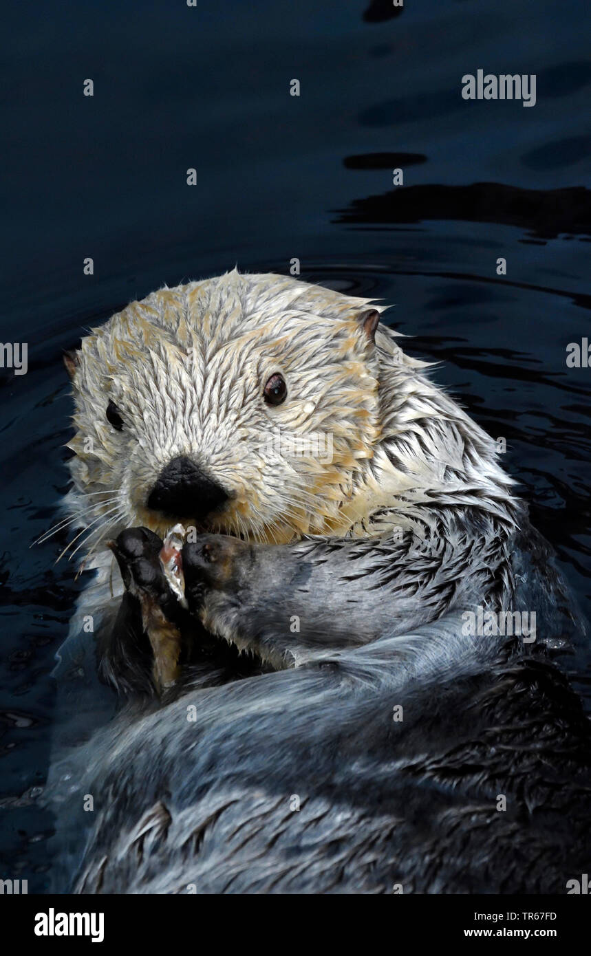 Seeotter (Enhydra lutris), Fütterung im Wasser, Brustbild Stockfoto