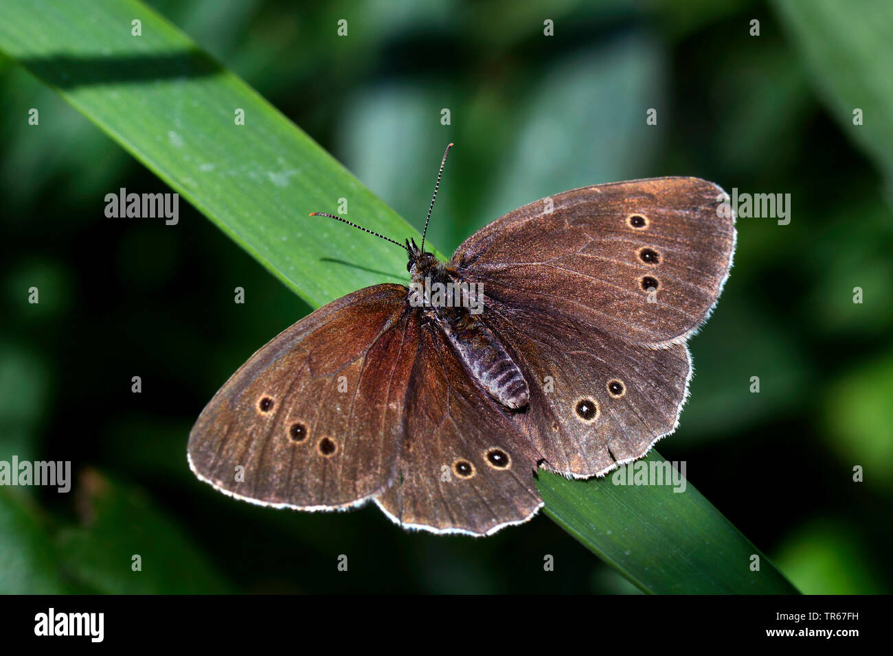 Ringelwürmer (Aphantopus hyperantus), weiblich, sitzend auf einem Stiel, Vereinigtes Königreich, Schottland, Cairngorms National Park Stockfoto