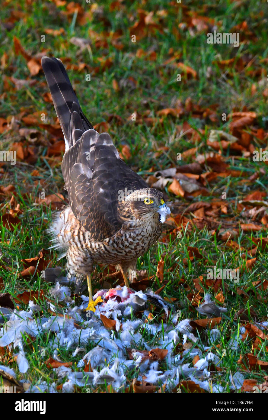 Northern Sperber (Accipiter nisus), weibliche Fütterung eine collared Dove in einer Wiese, Vereinigtes Königreich, Schottland, Cairngorms National Park Stockfoto