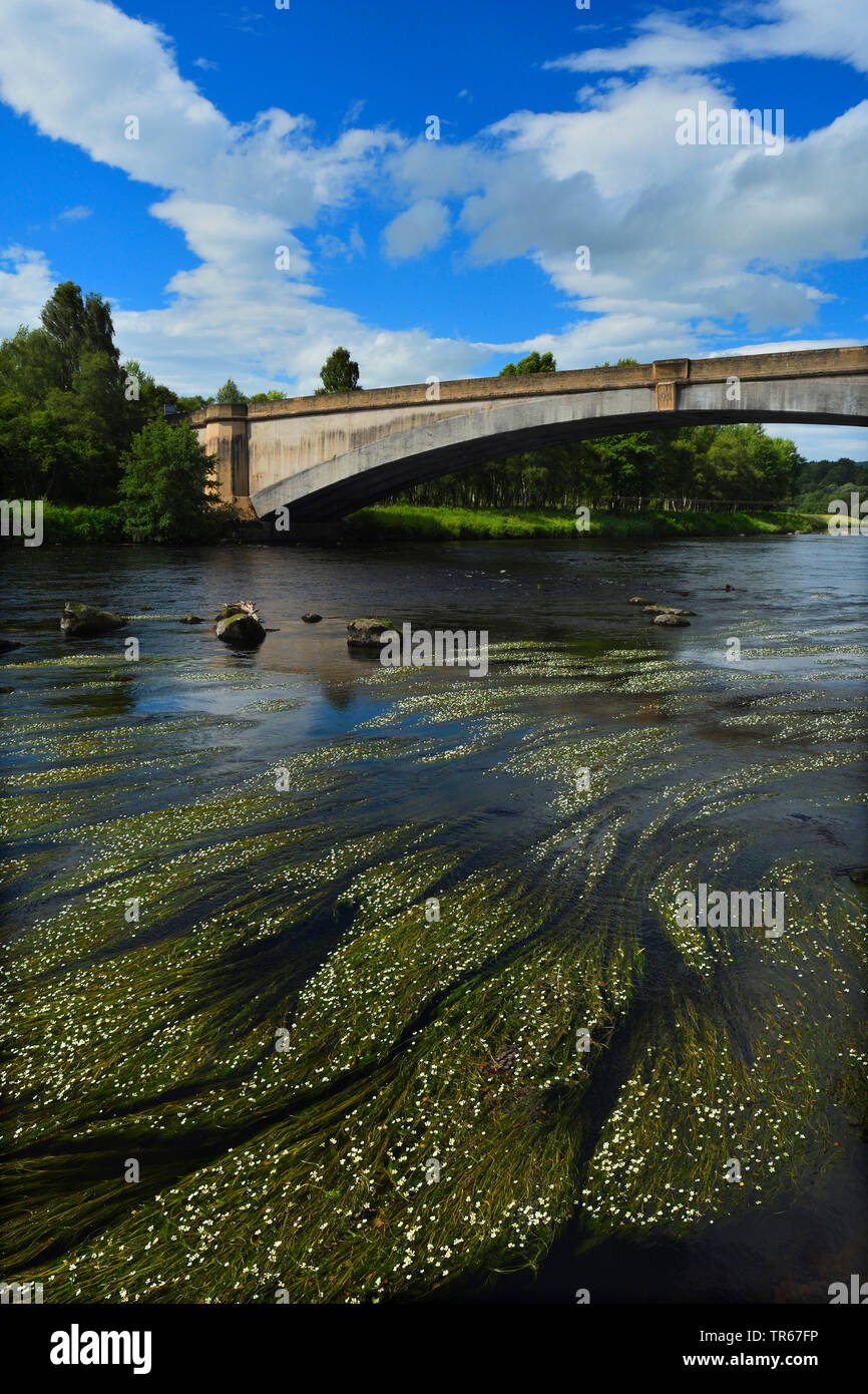 River Water - Hahnenfuß (Ranunculus fluitans), zahlreiche Wasserpflanzen in den Fluss Spey in der Nähe einer Brücke, Großbritannien, Schottland, Highlands, Spey Stockfoto
