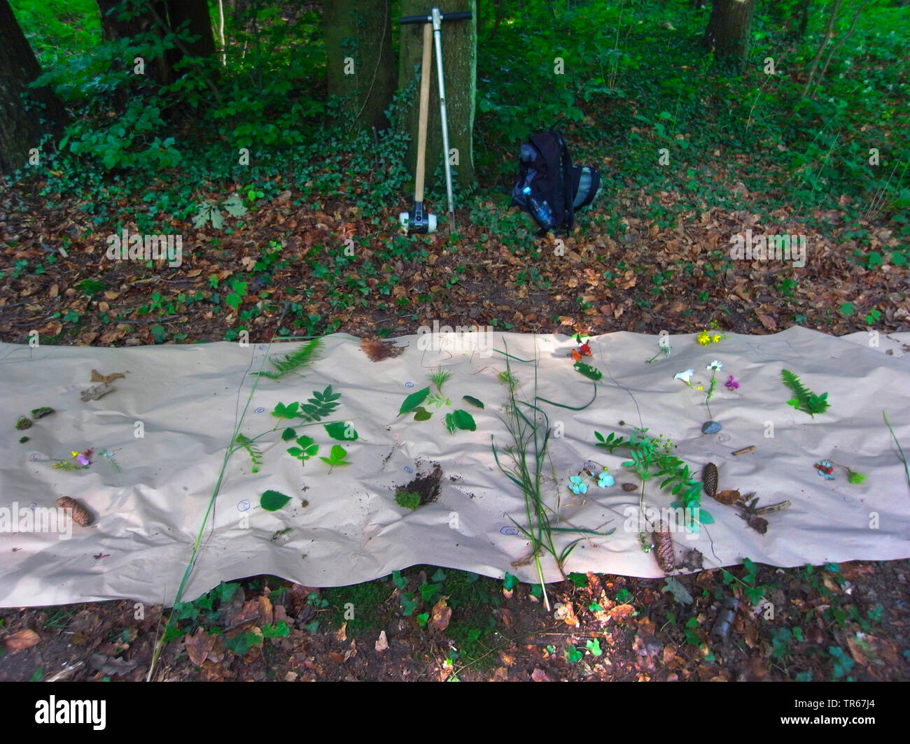 Biologie Lektion in einem Wald, Sammlung und Bestimmung von Pflanzen, Deutschland Stockfoto