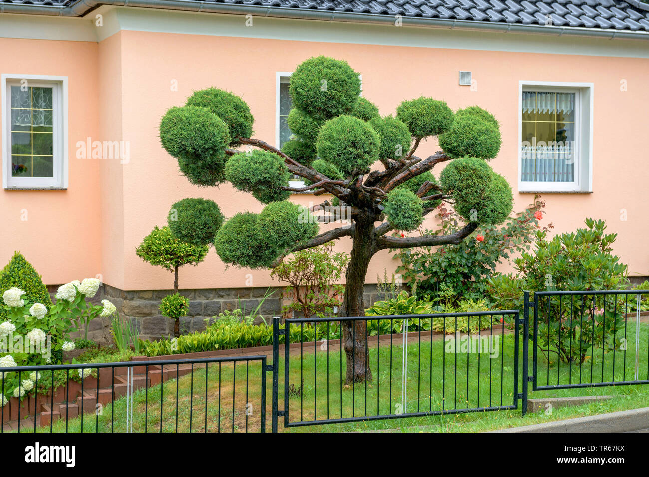 Amerikanische Juniper, Eastern Red Cedar, roten Wacholderbeeren (Juniperus virginiana "Hetz", Juniperus virginiana Hetz), Sorte Hetz, Deutschland Stockfoto
