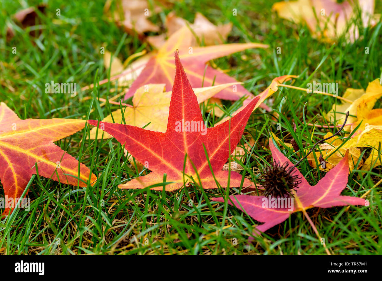 Satin Nussbaum, Sweet gum, Red Gum (Liquidambar styraciflua), Blätter im Herbst auf einem Rasen, Deutschland Stockfoto
