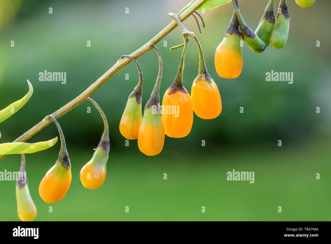 Chinesische Wolfsbeere, gemeinsame Ehe Weinstock (Lycium Barbarum 'Amber Sweet', Lycium Barbarum Amber süß), Goji Beeren der Sorte Bernstein Süße Stockfoto