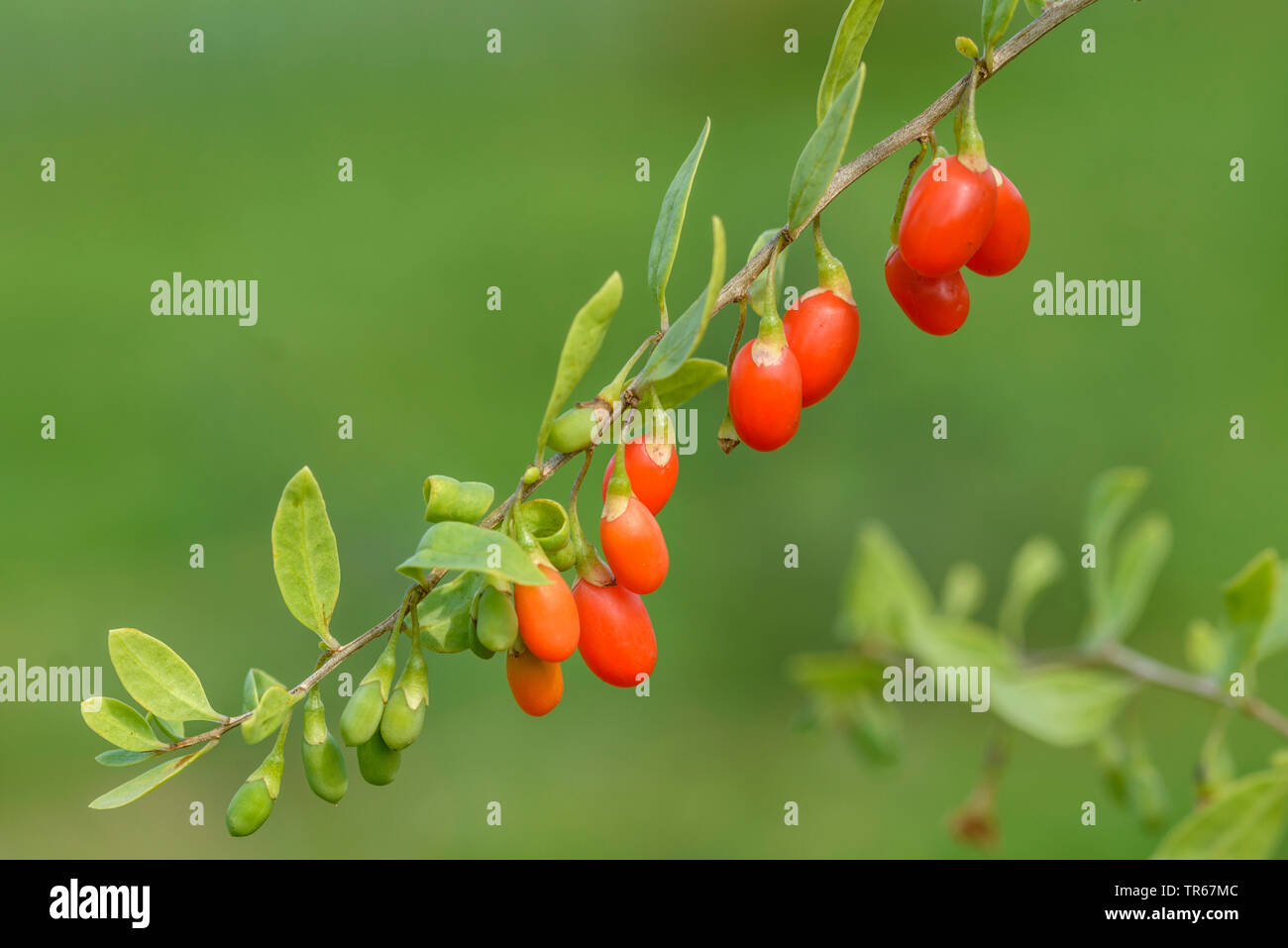 Chinesische Wolfsbeere, gemeinsame Ehe Weinstock (Lycium Barbarum "Turgidus', Lycium Barbarum Turgidus), Goji Beeren der Sorte Turgidus Stockfoto