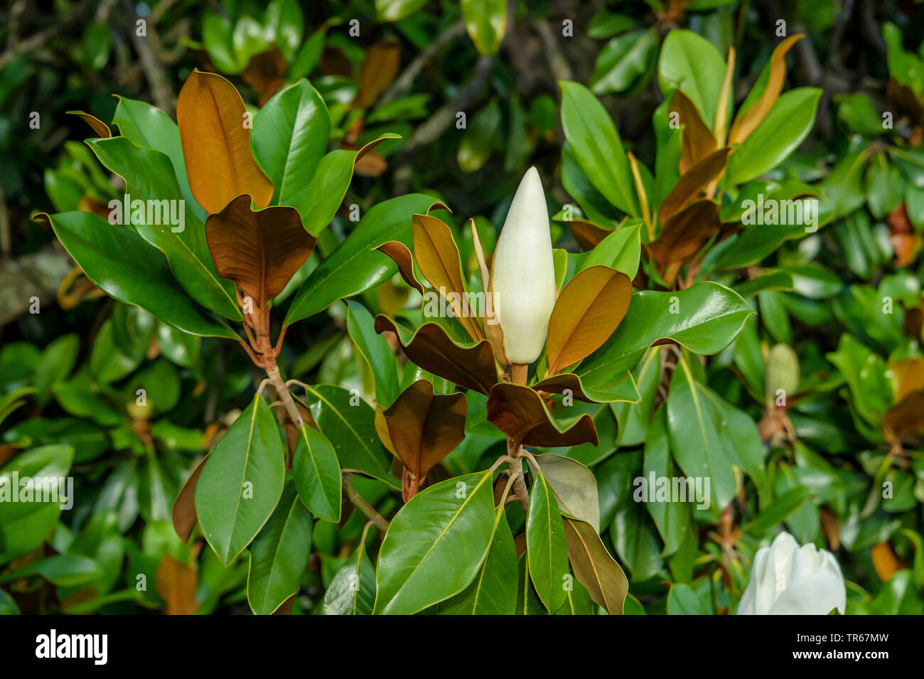 Southern Magnolia, Bull Ray, immergrüne Magnolia (Magnolia grandiflora), Zweig mit der Knospe, Spanien, Katalonien (Catalunya) Stockfoto