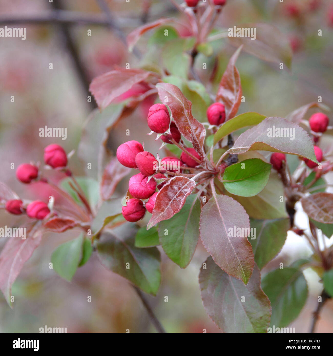 Zierapfel (Malus 'Hopa', Malus Hopa), Früchte der Sorte Hopa Stockfoto