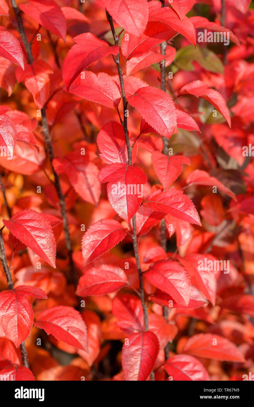 Zierpflanzen Apfelbaum (Malus 'Coccinella', Malus Coccinella), Herbst Blätter der Sorte Coccinella Stockfoto