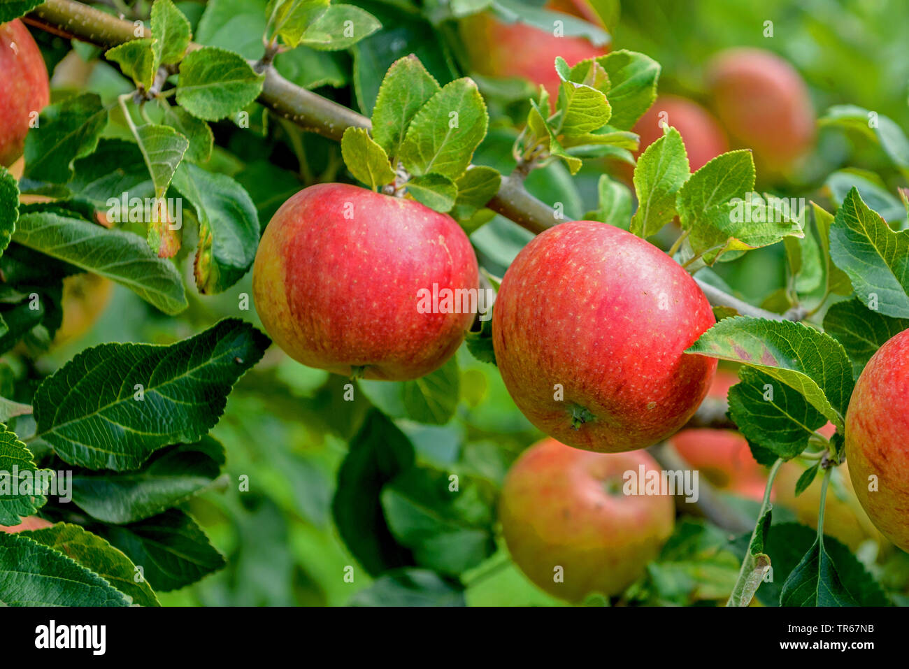 Apfelbaum (Malus Domestica 'Alkmene', Malus Domestica Alkmene), Früchte der Sorte Alkmene Stockfoto