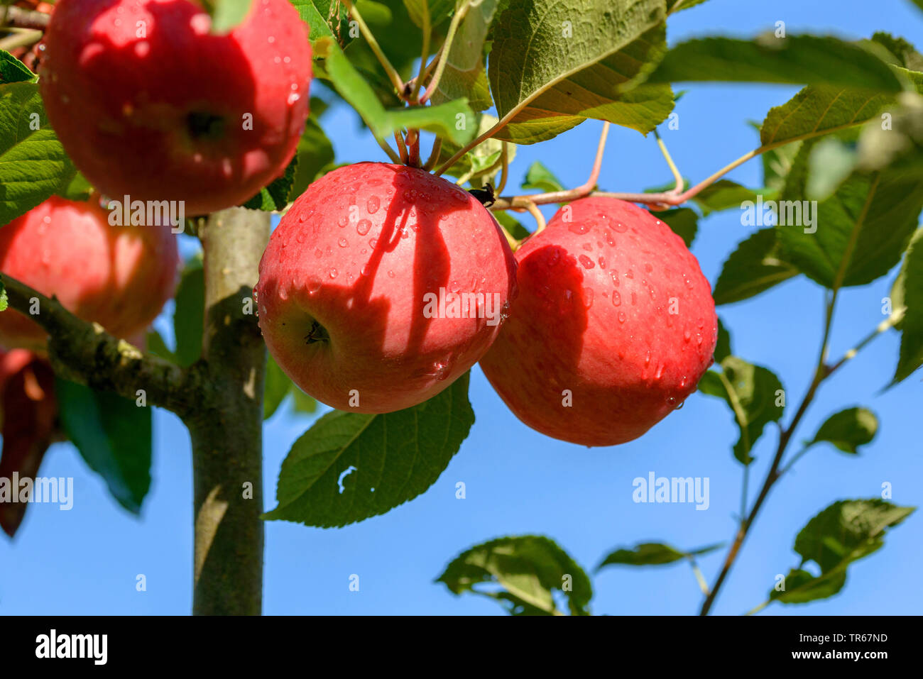 Apfelbaum (Malus Domestica" Ariwa", Malus Domestica Ariwa), Früchte der Sorte Ariwa Stockfoto
