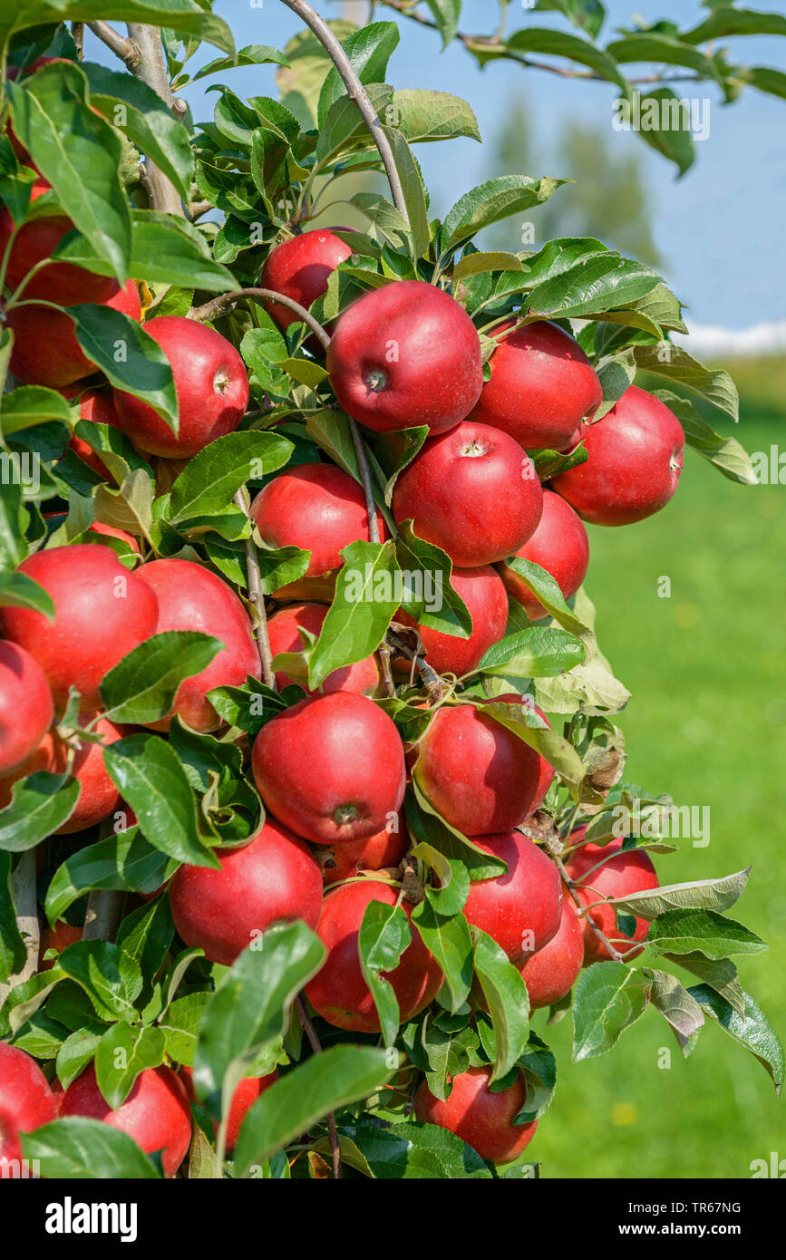Apfelbaum (Malus Domestica" Gemini', Malus Domestica Zwillinge), Früchte der Sorte Gemini Stockfoto