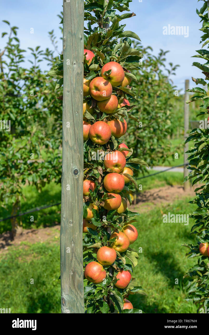 Apfelbaum (Malus Domestica" Jucunda', Malus Domestica Jucunda), Früchte der Sorte Jucunda Stockfoto