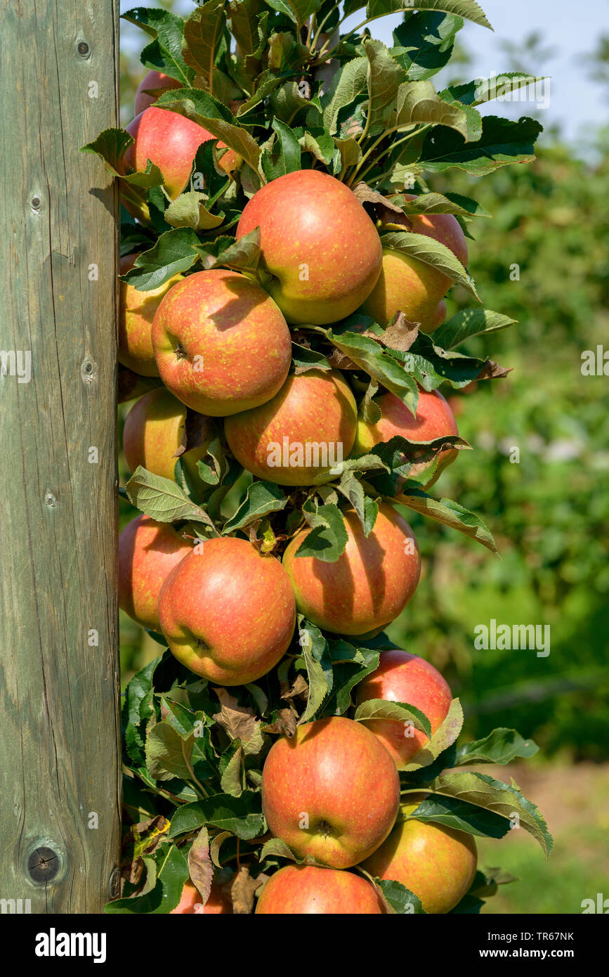 Apfelbaum (Malus Domestica" Jucunda', Malus Domestica Jucunda), Früchte der Sorte Jucunda Stockfoto
