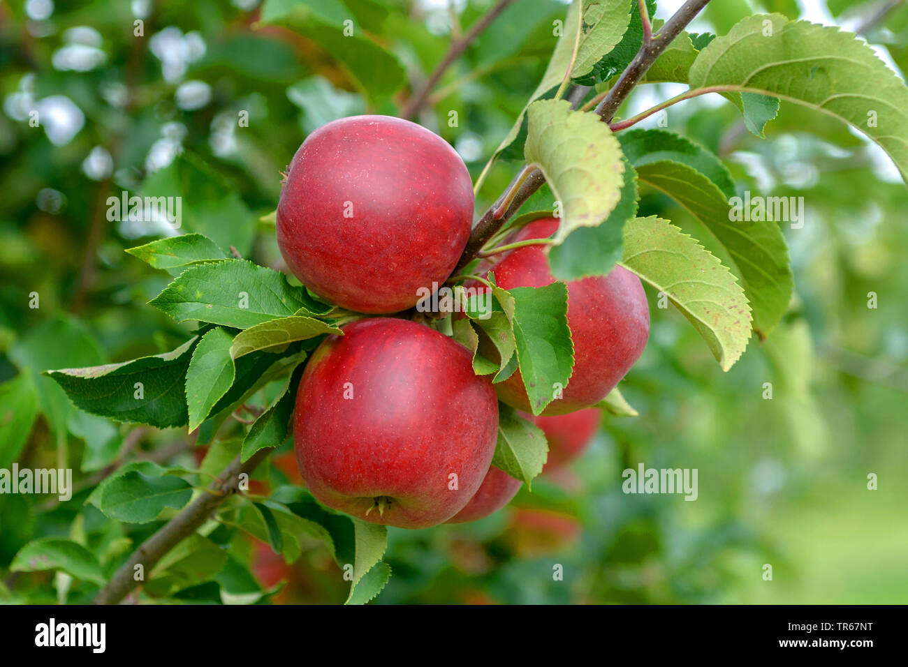 Apfelbaum (Malus Domestica" Rajka', Malus Domestica Rajka), Früchte der Sorte Rajka Stockfoto