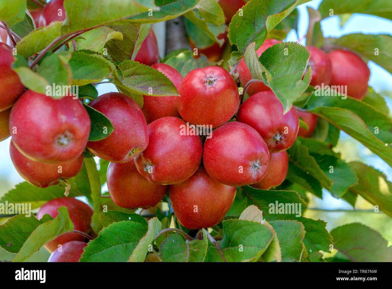 Apfelbaum (Malus Domestica" Redlane', Malus Domestica Redlane), Früchte der Sorte Redlane Stockfoto