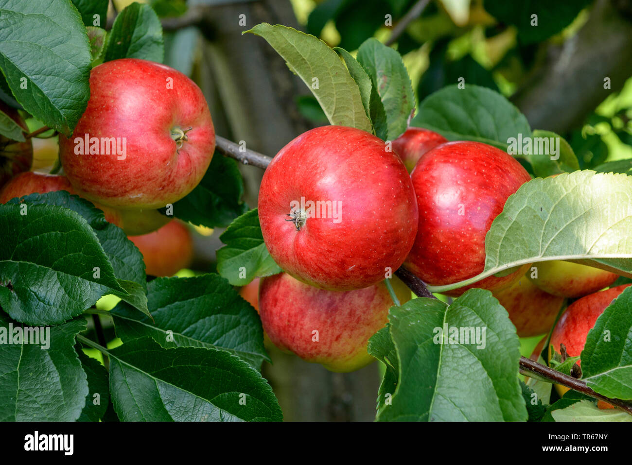 Apfelbaum (Malus Domestica 'Rubinola', Malus Domestica Rubinola), Früchte der Sorte Rubinola Stockfoto