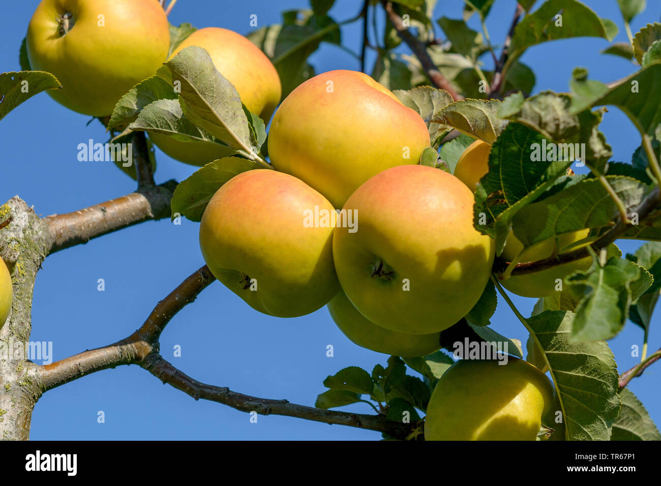 Apfelbaum (Malus Domestica Solaris', Malus Domestica Solaris), Früchte der Sorte Solaris Stockfoto