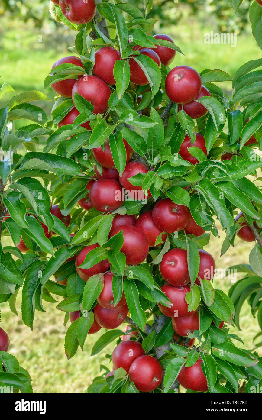 Apfelbaum (Malus Domestica unlight', Malus Domestica Sonnenlicht), Früchte der Sorte Sonnenlicht Stockfoto