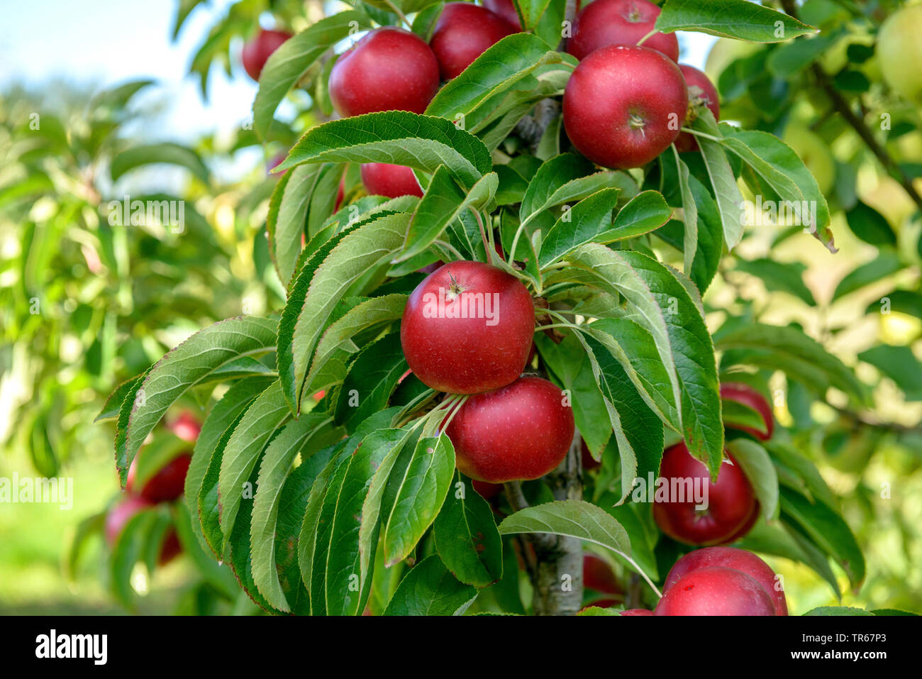 Apfelbaum (Malus Domestica unlight', Malus Domestica Sonnenlicht), Früchte der Sorte Sonnenlicht Stockfoto