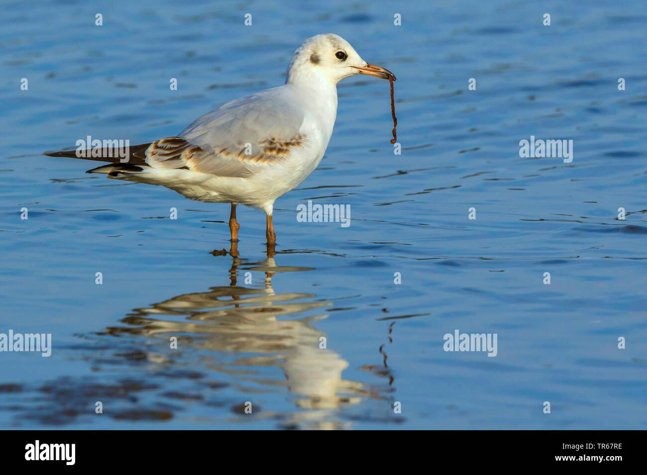 Lachmöwe (Larus ridibundus, Chroicocephalus ridibundus), jungen Lachmöwe im flachen Wasser mit einem ragworm in der Rechnung, Deutschland, Mecklenburg-Vorpommern Stockfoto