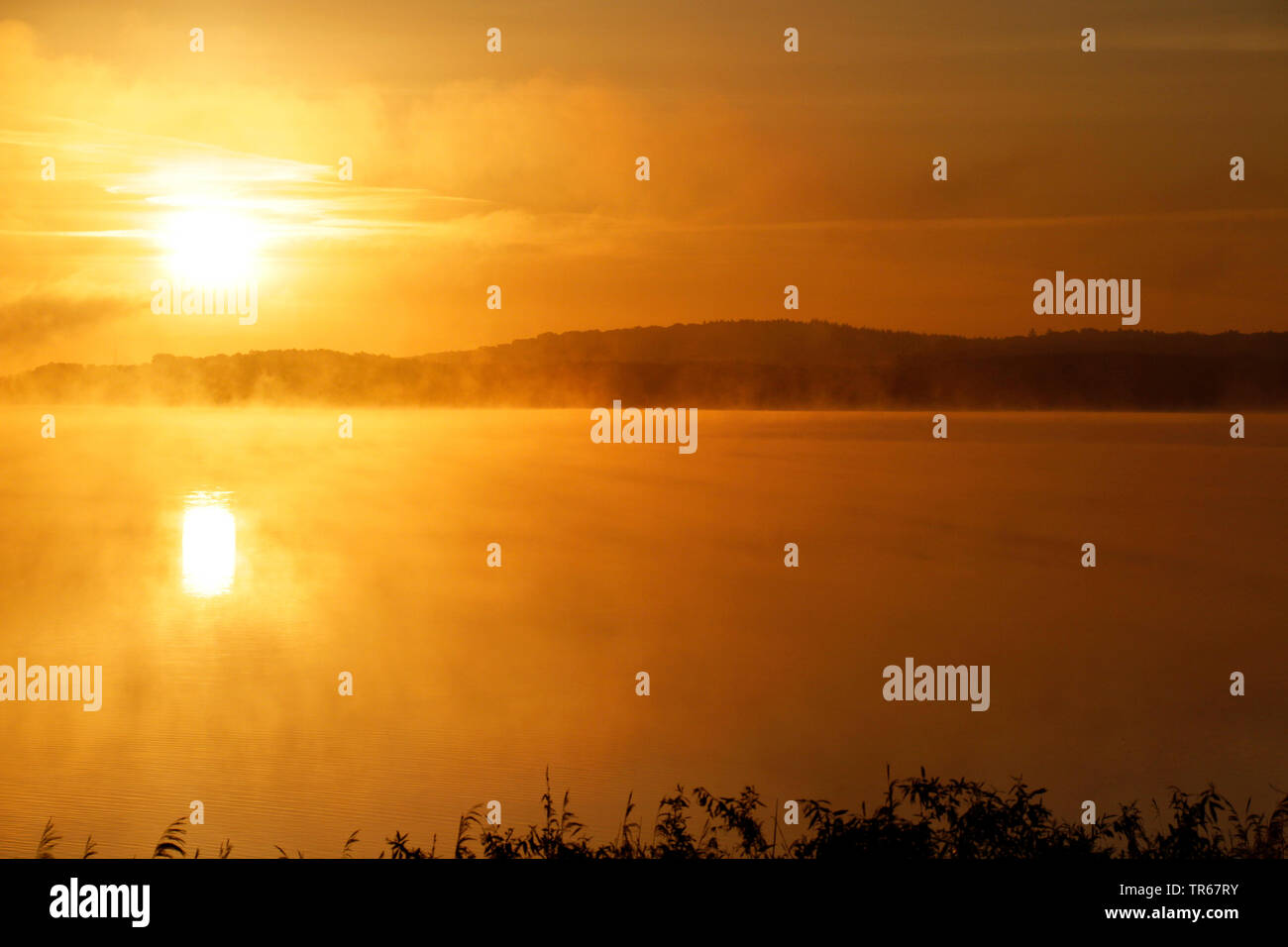 Morgennebel über See Malchiner Siehe bei Sonnenaufgang, Deutschland, Mecklenburg-Vorpommern, Mecklenburgische Seenplatte Stockfoto