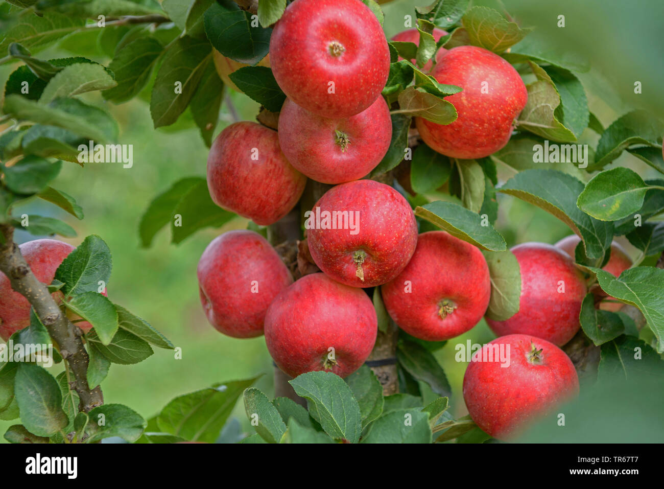 Apfelbaum (Malus Domestica 'Campanilo Primo', Malus Domestica Campanilo Primo), Apple auf einem Baum, Campanilo Primo Stockfoto