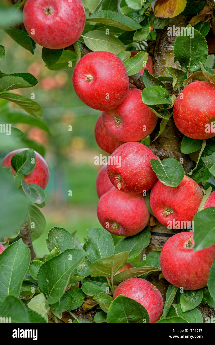 Apfelbaum (Malus Domestica 'Campanilo Primo', Malus Domestica Campanilo Primo), Apple auf einem Baum, Campanilo Primo Stockfoto