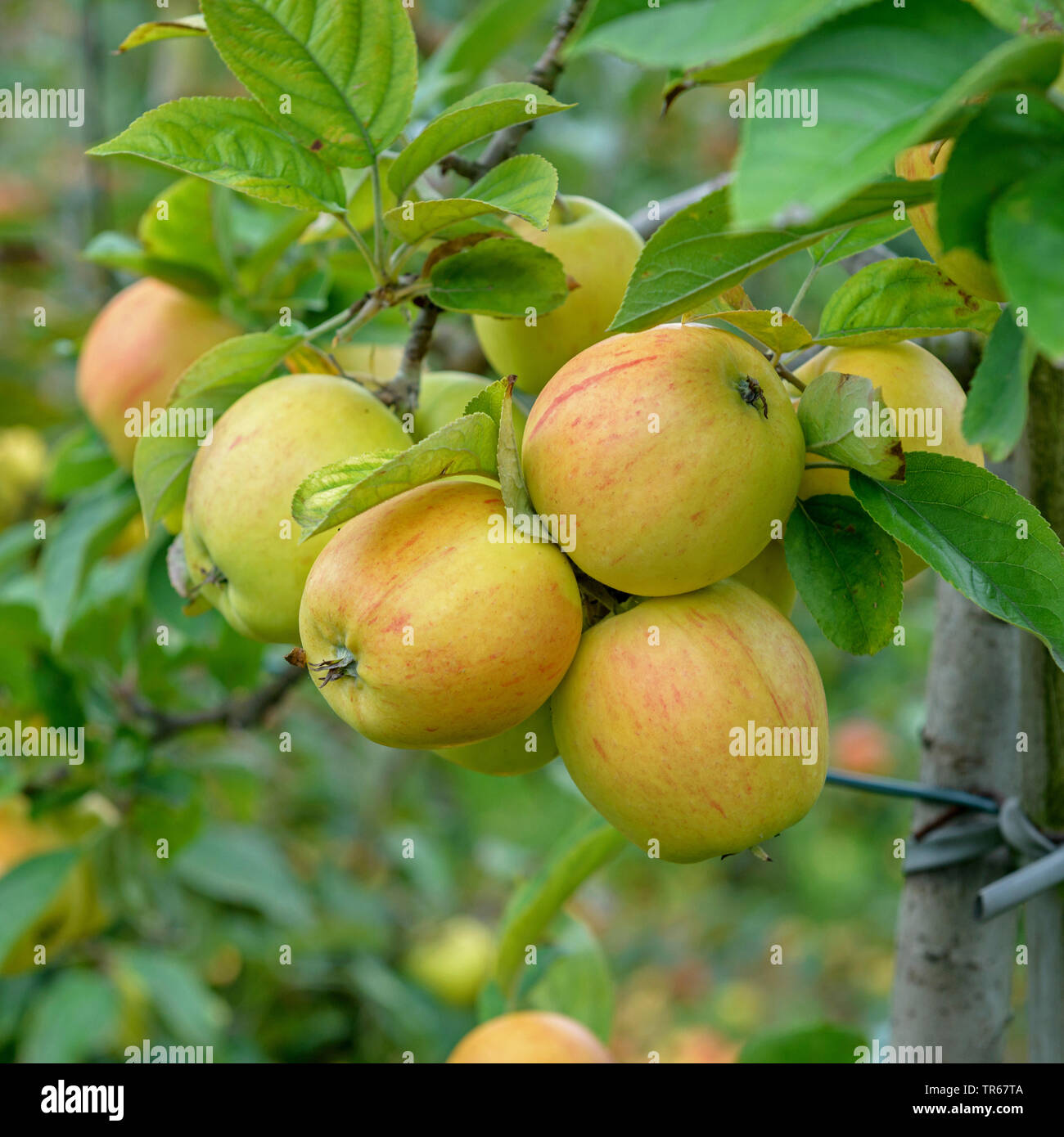 Apfelbaum (Malus Domestica" Goldparmaene', Malus Domestica Goldparmaene), Apple auf einem Baum, Goldparmaene Stockfoto