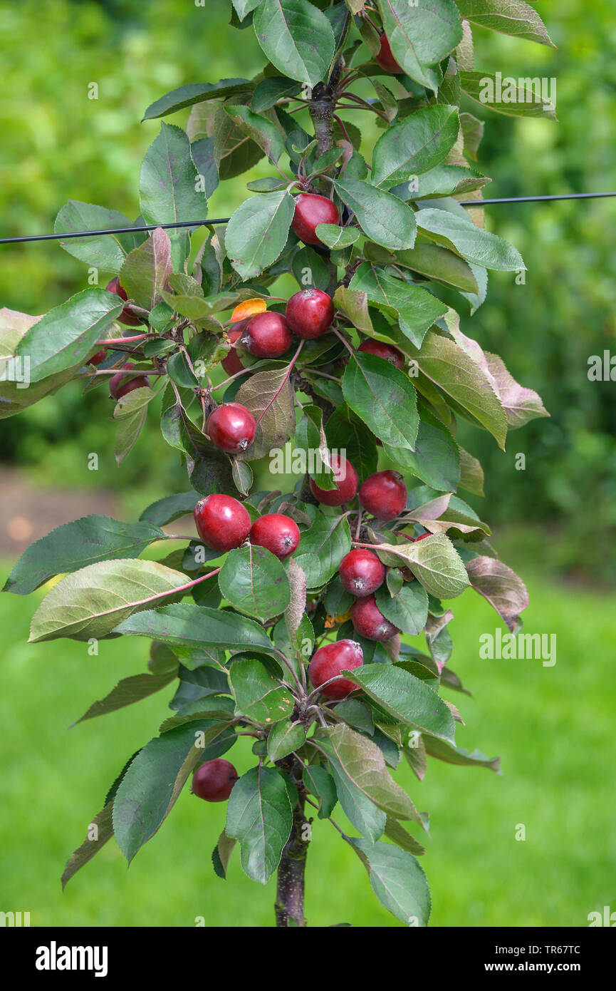 Apfelbaum (Malus Domestica" Redlane', Malus Domestica Redlane), Apple auf einem Baum, Redlane Stockfoto