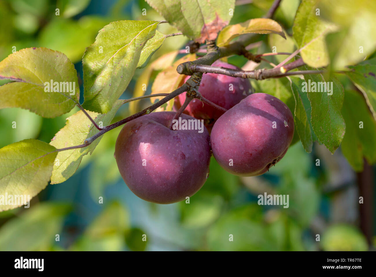 Apfelbaum (Malus Domestica" Redlove Era', Malus Domestica Redlove Era), Apple auf einem Baum, Redlove Era Stockfoto