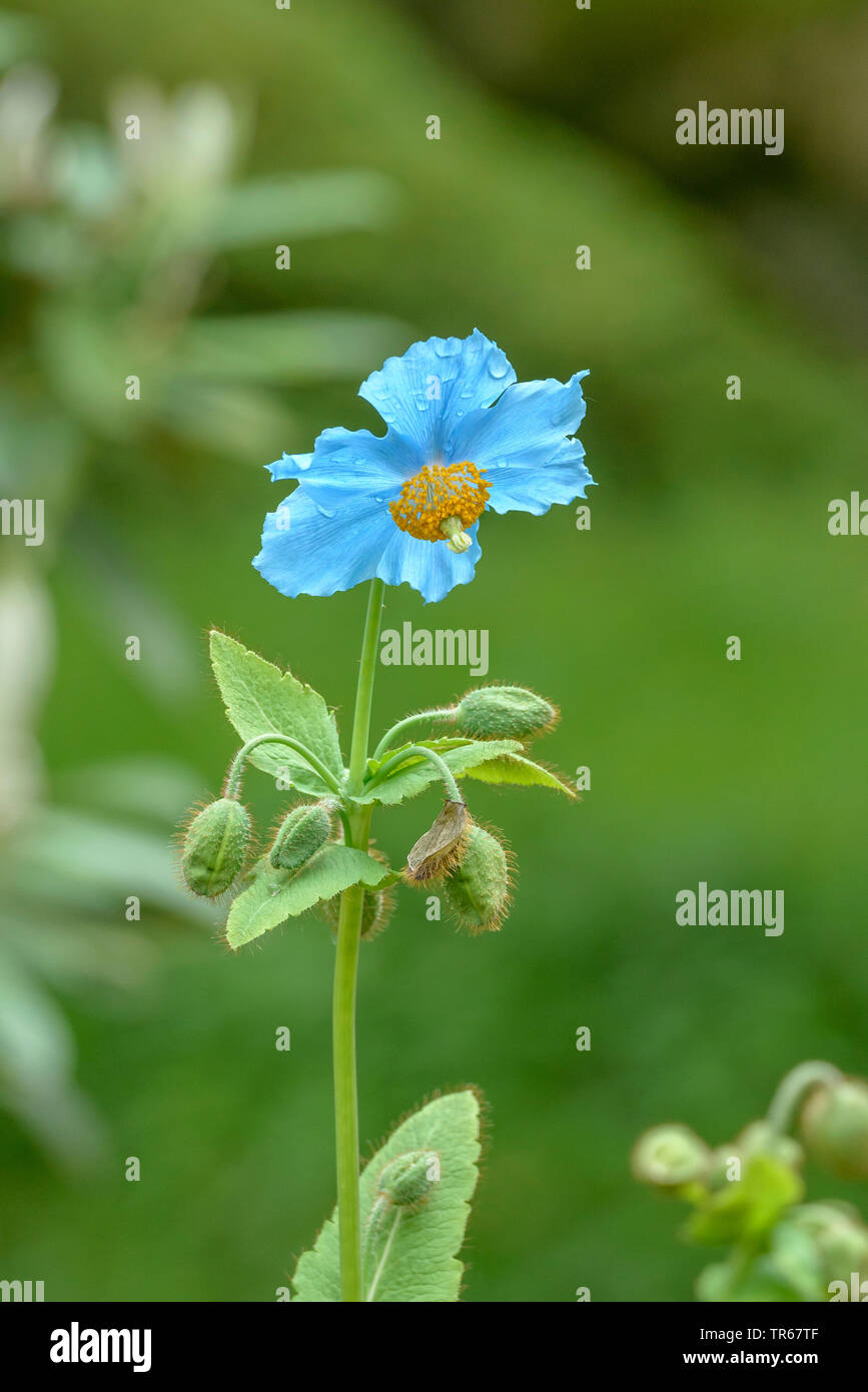 Blue Poppy (Meconopsis betonicifolia), blühende, Deutschland, Bremen Stockfoto