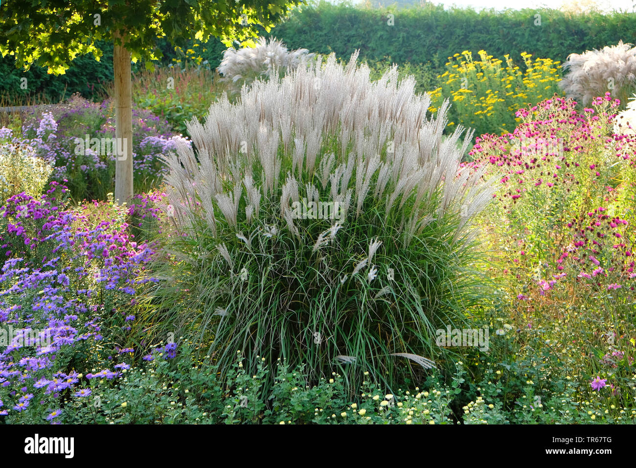Chinesische silber Gras, Zebra, Tiger Gras Gras (Miscanthus sinensis 'Kleine Silberspinne', Miscanthus sinensis Kleine Silberspinne), Sorte Kleine Silberspinne Stockfoto