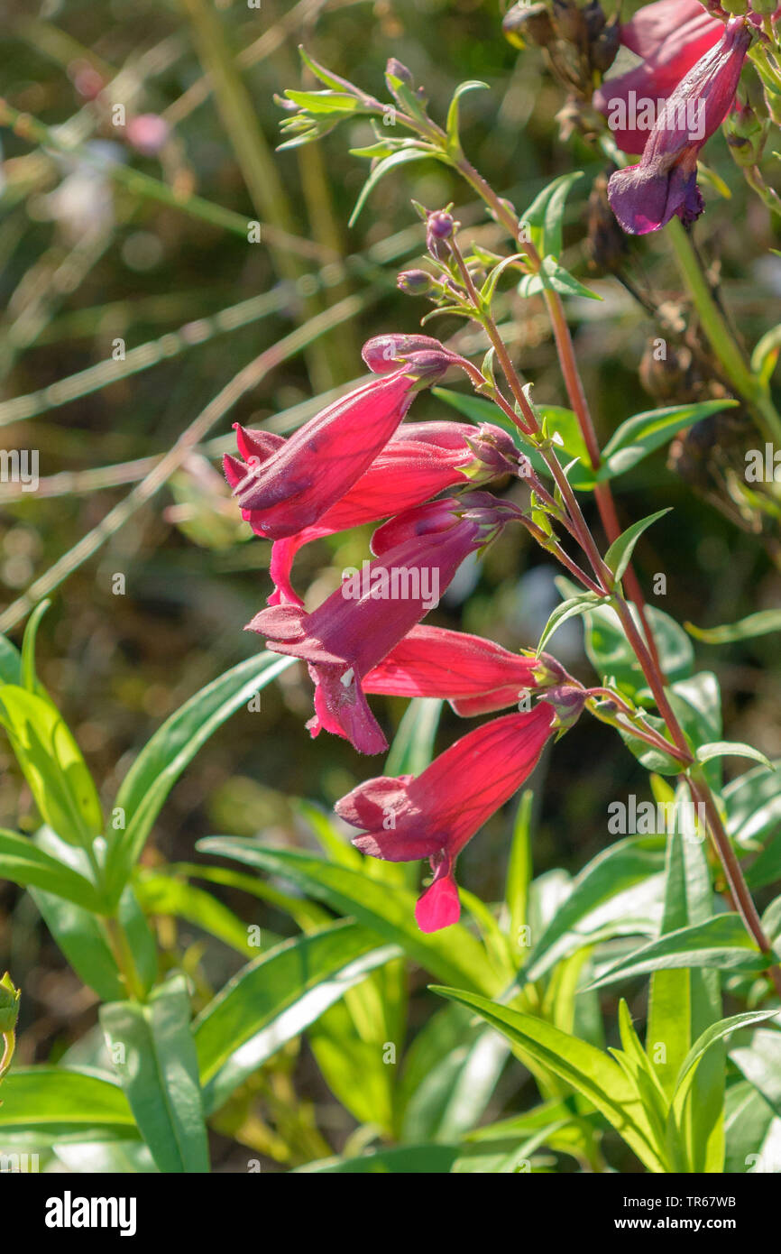 Penstemon (Penstemon 'Rich Ruby', Penstemon Rich Rubin), Blumen der Sorte reichen Ruby Stockfoto