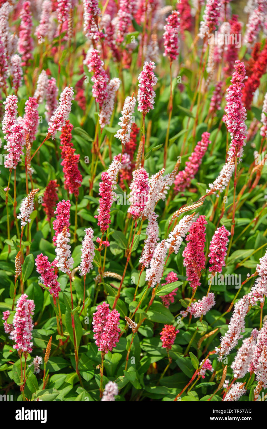Amphibische bistort (Persicaria affinis uperba', Persicaria affinis Superba, Polygonum affine, Bistorta affinis), blühende, Sorte Superba Stockfoto