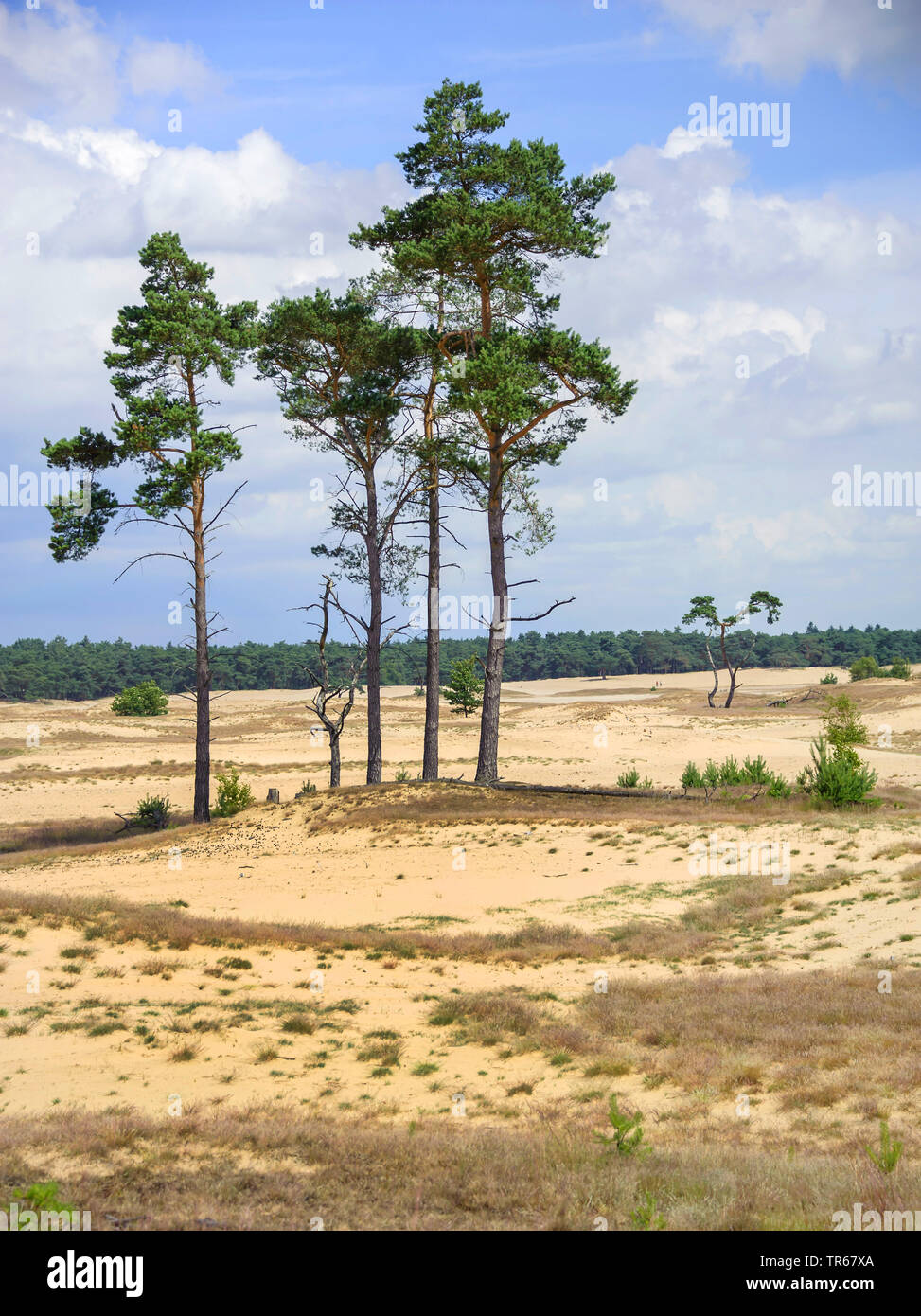 Schottische Kiefer, Kiefer (Pinus sylvestris), auf Dünen, Niederlande, Friesland, Stavoren Stockfoto