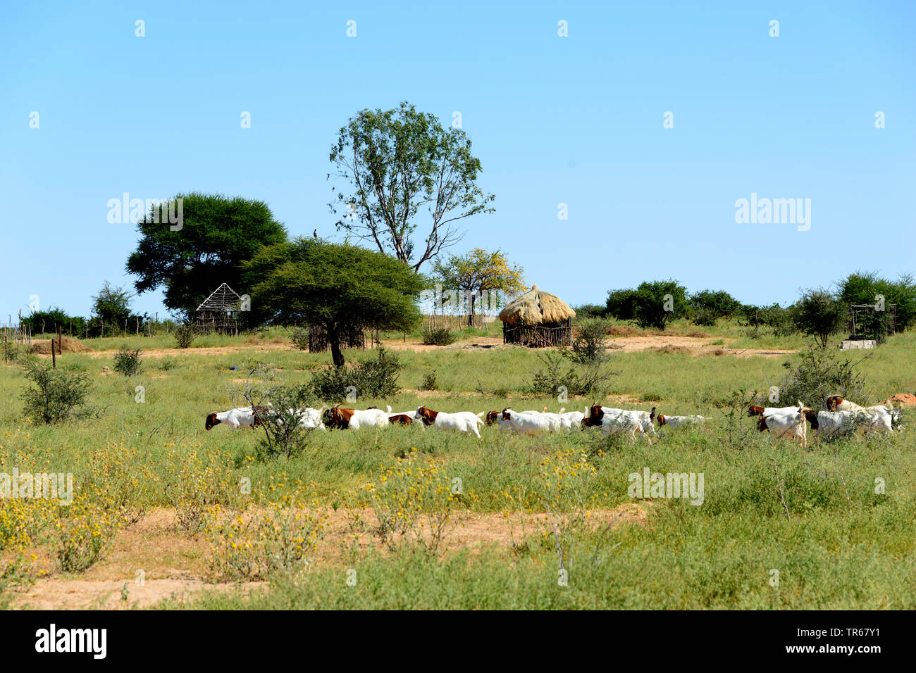 Die Ziege (Capra Hircus, Capra aegagrus f. hircus), Herde von Ziegen in der Savanne vor der traditionellen Hütte, Botswana, Kuke Stockfoto