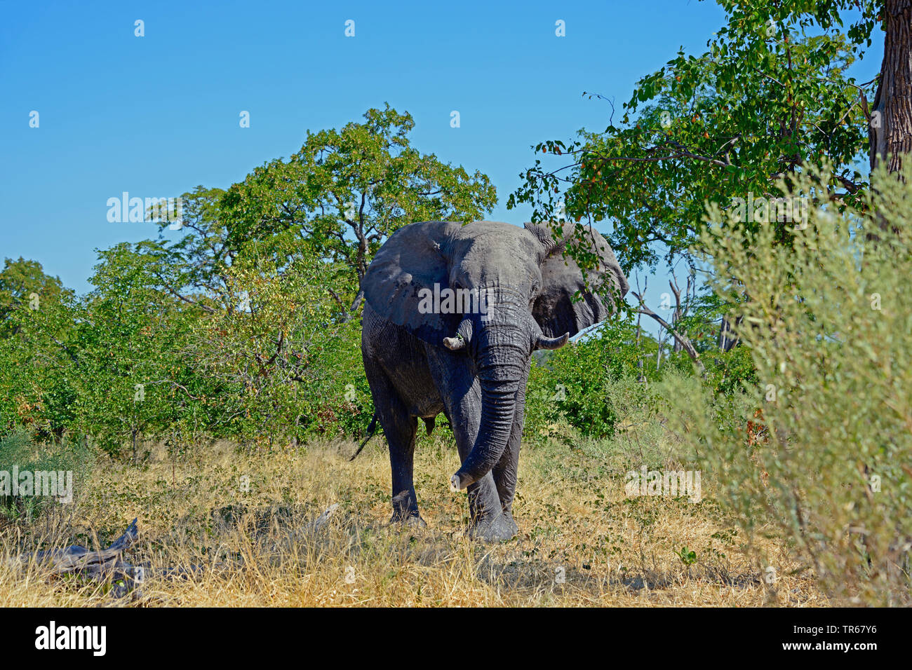 Afrikanischer Elefant (Loxodonta africana), wlking in der Savanne, Vorderansicht, Botswana, Okovango Delta Stockfoto