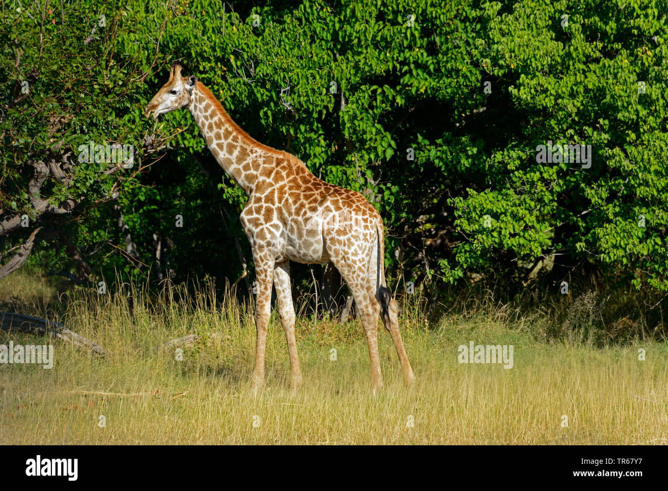 Giraffe (Giraffa Camelopardalis), Fütterung junges Tier, Seitenansicht, Botswana, Moremi Wildlife Reserve, Okovango Stockfoto